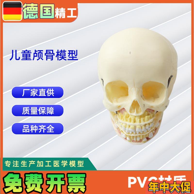 少儿颅骨模型 医学人体头骨颅骨PVC仿真骨科教学模W具少儿病理研