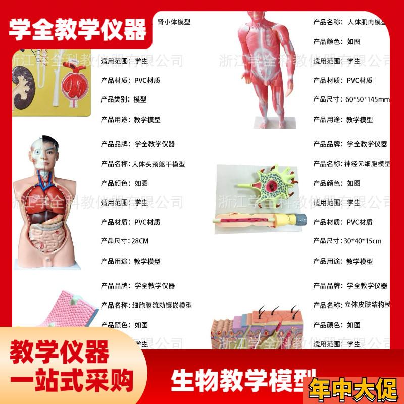 教学学生模型生物模n型初高中实验器材中学生物教学教学解剖模型