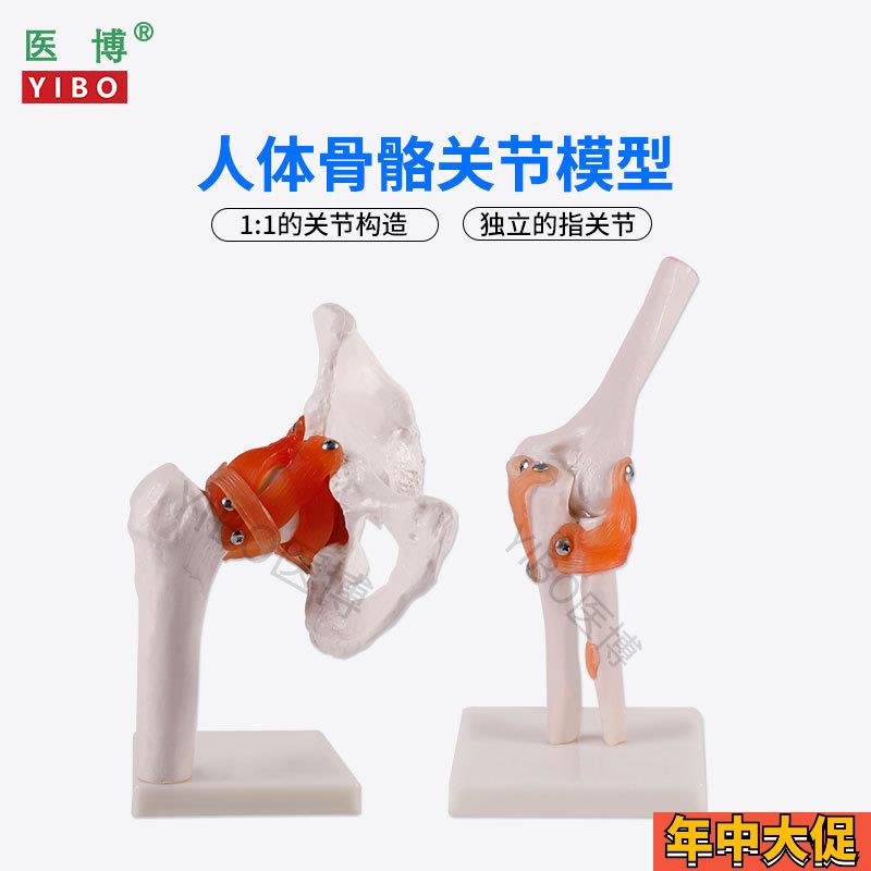 医博人体骨骼骨架模型六大关节骨骼模型人体手骨z骼模型髋关节骨