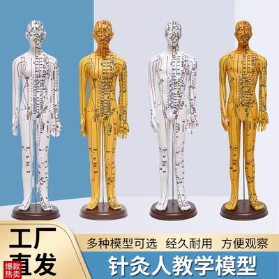 超清大字人体针灸l穴位模型经络铜人刻字教学中医学男女穴位针灸