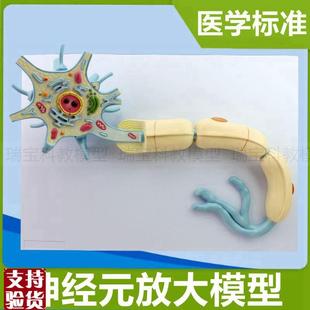 神经元模型神经细k胞突触解剖树突细胞核脊髓脊神经中枢医用教学