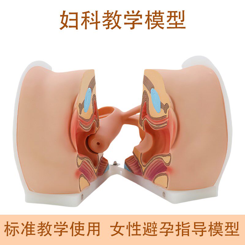 人体女性避孕器安装指导演示模型子宫生殖器卵巢医U院学校教学教