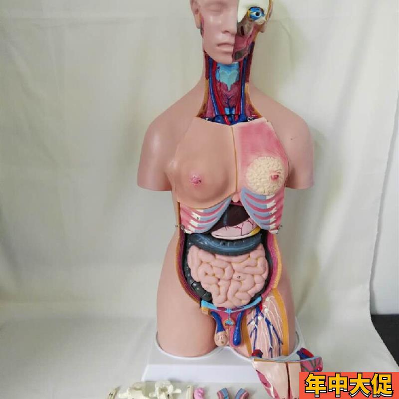 85CM人体躯干解剖模型 内脏器官解剖模型 医学U教学 早教模型