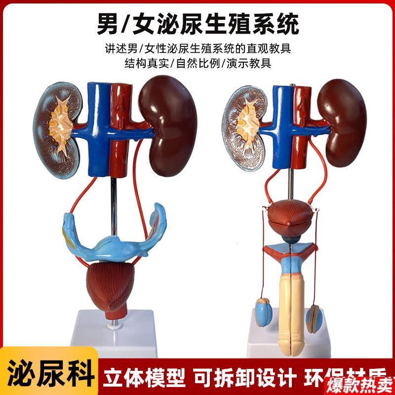 人体泌尿f生殖系统模型肾脏解剖膀胱输尿管立体结构实验室仪器教