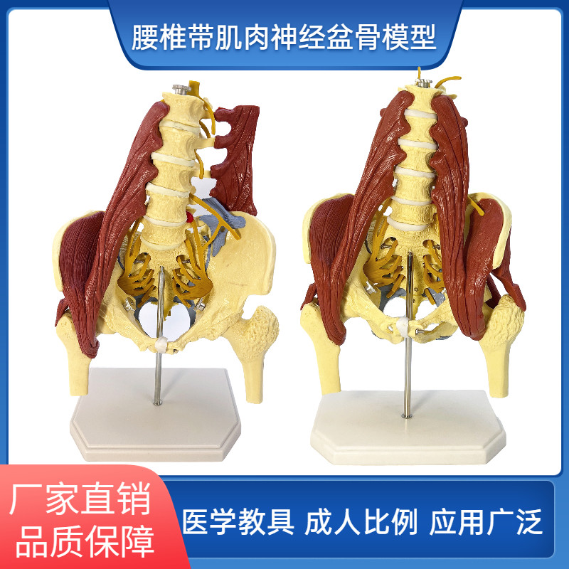 人体腰椎带肌肉骨盆模型 盆骨y椎间盘突出 产妇盆底肌修复演示骶