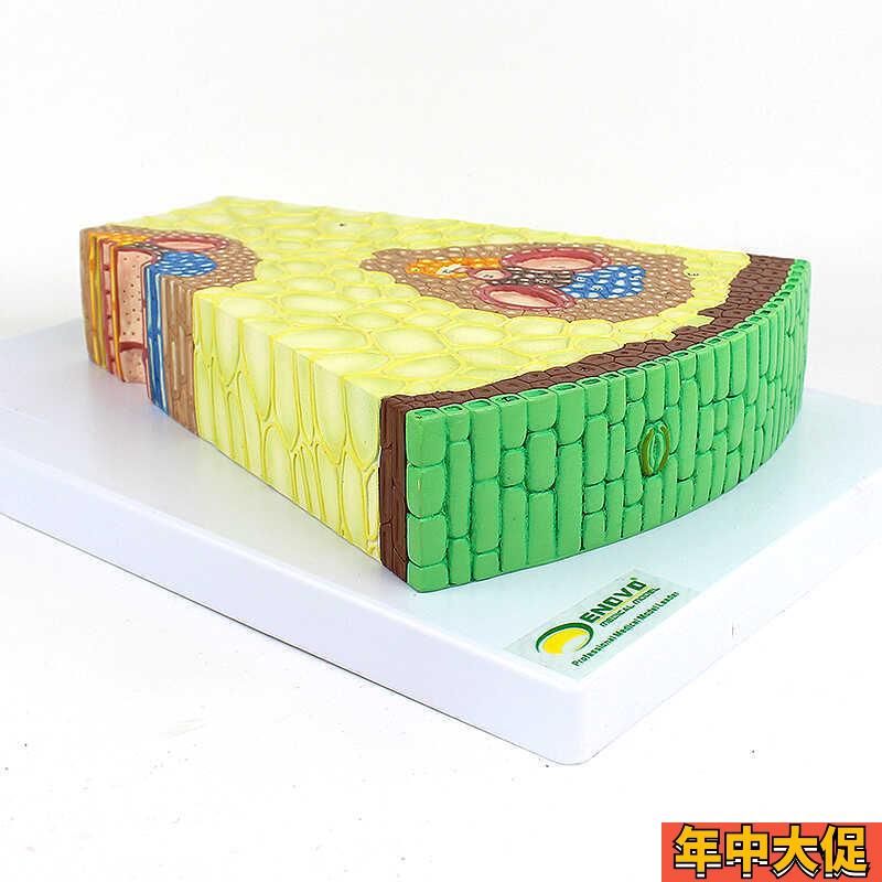 ENOVO颐诺 单子o叶植物茎结构放大模型 单子叶植物茎的形态 植物