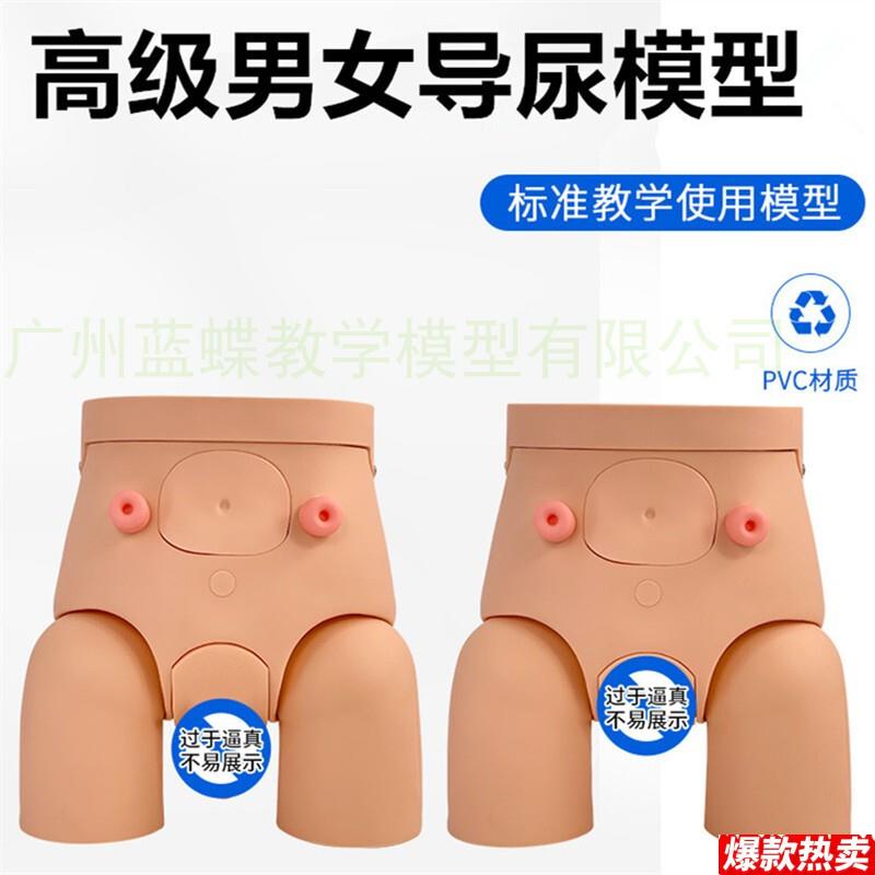 高级男性导尿模型男q性导尿训练模型女性导尿模型有膀胱尿道肠