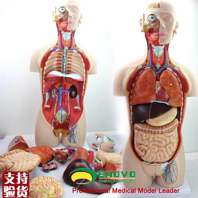 ENOVO颐诺h医学85CM人体器官系统解剖模型躯干内脏解剖医学教学体,文具电教/文化用品/商务用品,教学标本/模型,淘宝优惠券,粉丝福利购,淘宝优惠卷