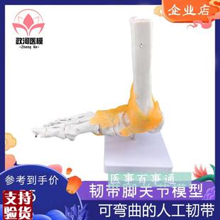 脚关节模型足关节模型胫骨腓骨跗骨跖骨U和趾骨解剖模型