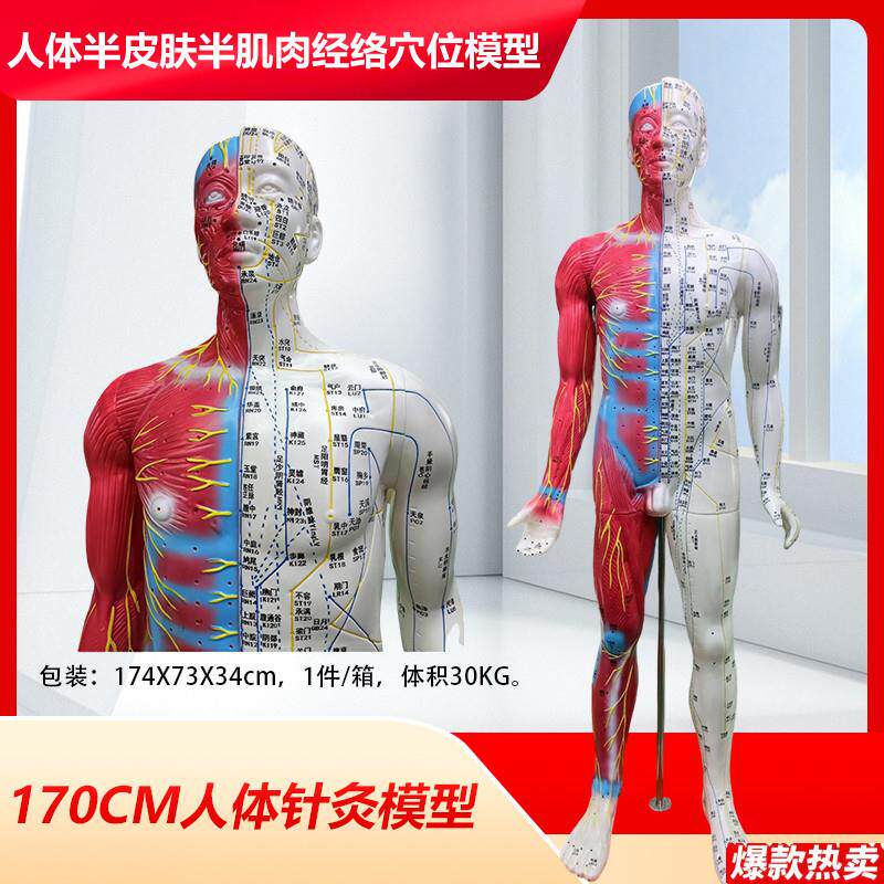 170CM针灸穴位人体经络模型人中医按摩全身十b二经络图铜人经络