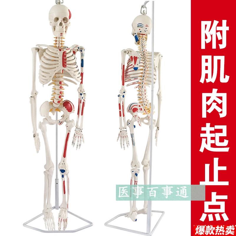 人体骨骼模型85CM人骨架模型关节模型人骨标本腰z椎模型教具