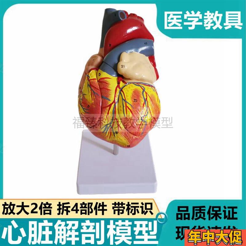 心脏模型放大2倍拆卸4部件二尖瓣心房心室B超彩超教X学用冠状动脉