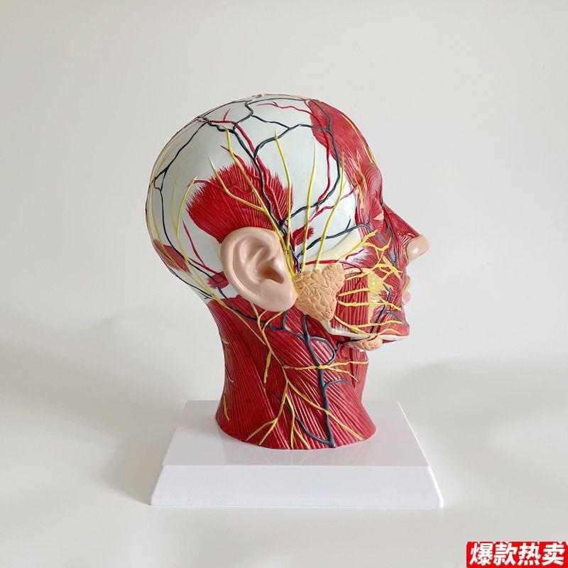 面部神经血管肌肉模型美容微Y整形培训医美头部解剖口腔鼻咽喉脑