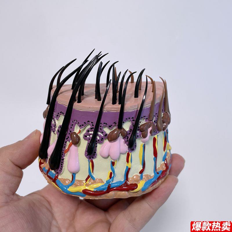 头发生长过程b头皮模型毛囊皮肤血管神经植发护理洗发水养发医药