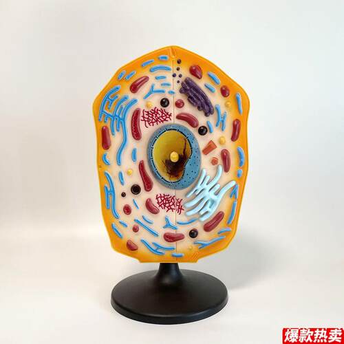 动物细胞模型生物膜W细胞器内质网高尔基体生物教学实验器材初高