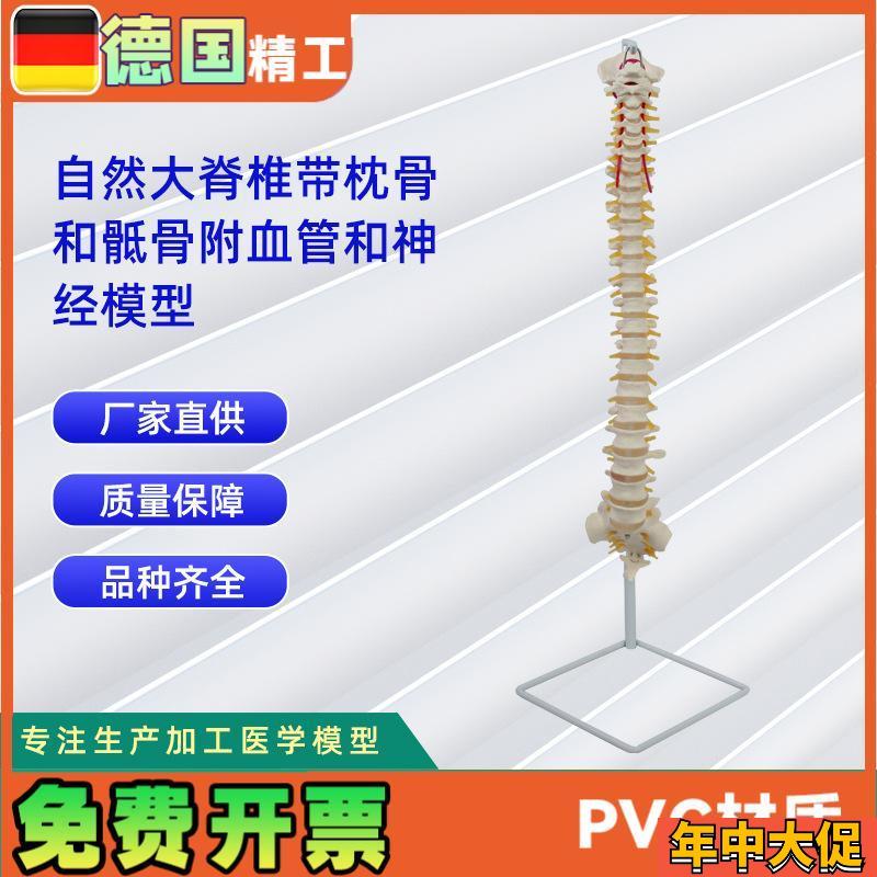 人体自然大脊椎模o型合集人体骨骼模型教学演示用品