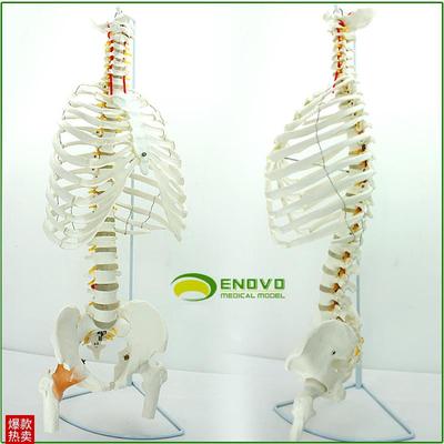 ENOVaO颐诺医学人体脊柱模型腰椎骨盆整骨胸骨肋骨胸腔骨骼架模型