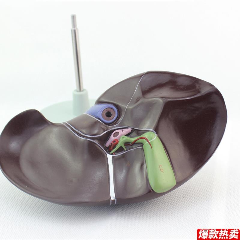 ENOVO颐诺医学人体肝脏模型肝解剖D模型肝门胆囊胆管结构消化系