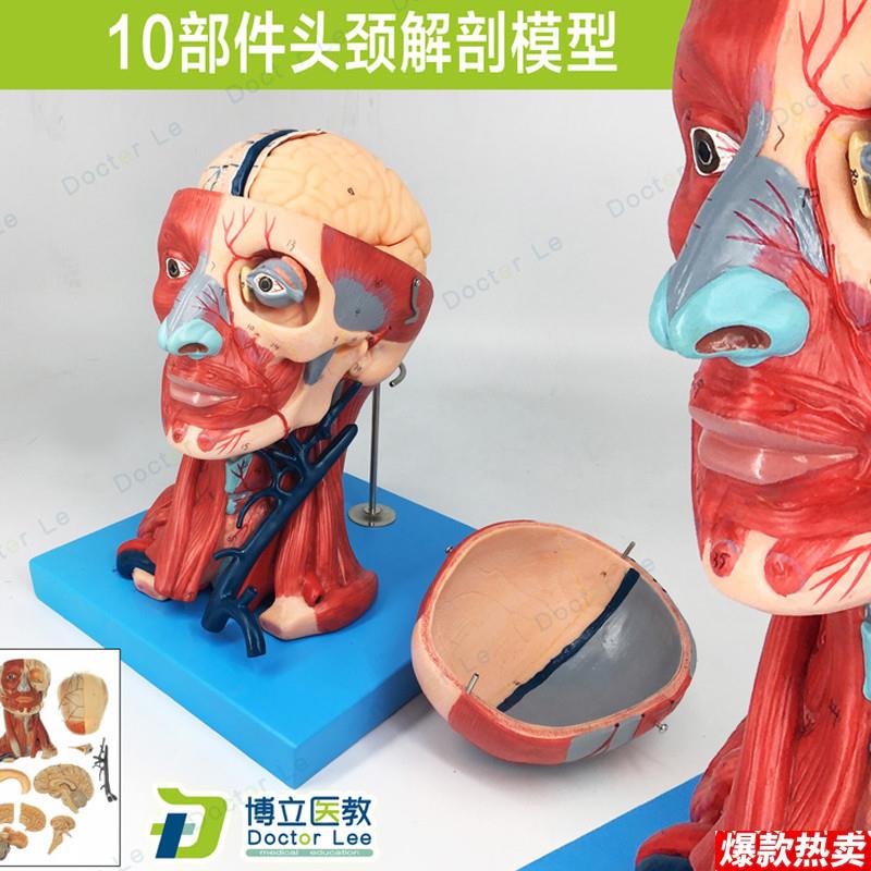 头颈部肌肉解剖带血管模型Q头颈解剖模型血管附脑神经教学医教模