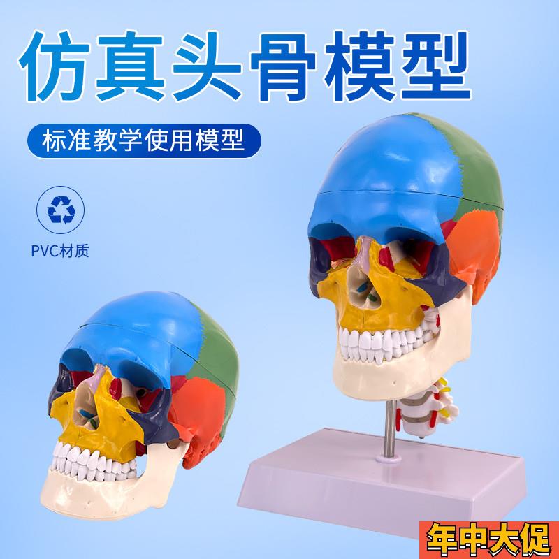 人体头颅骨着色模型 p彩色头骨性分离模型带颈椎上色区分22块区域