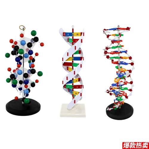DNA双螺旋模型生物k教学装备中学实验仪器器材蛋白质二级结构