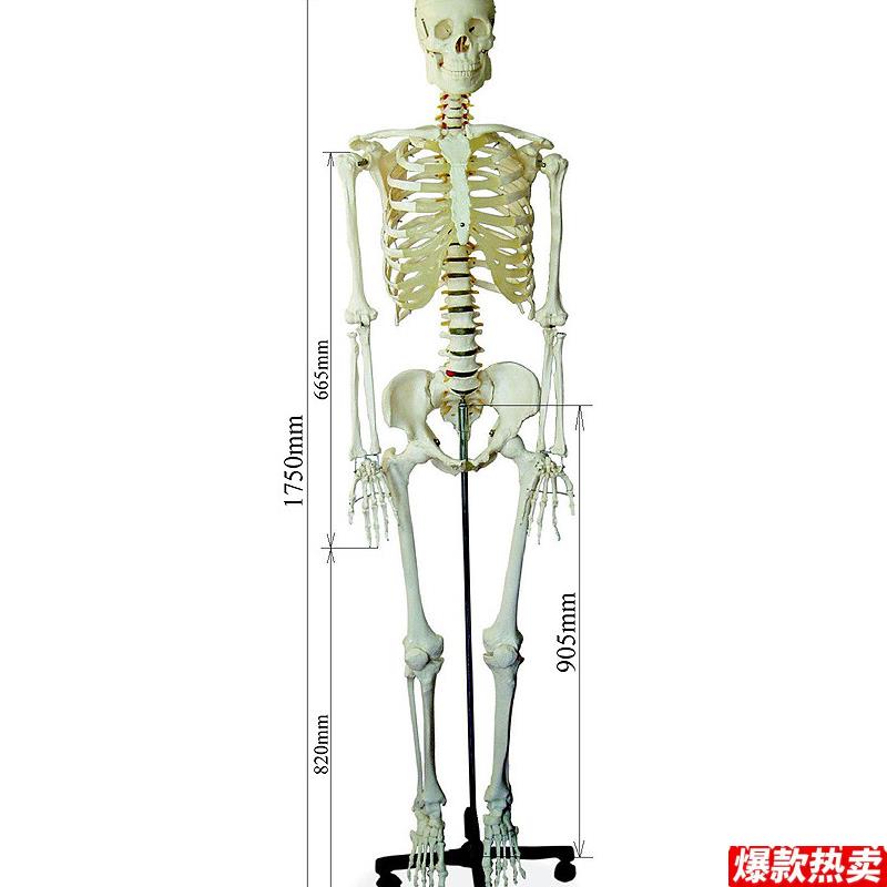 头骨模型颈椎模型170cm人体大骨骼模型C骷髅骨架标本脊椎模型包邮