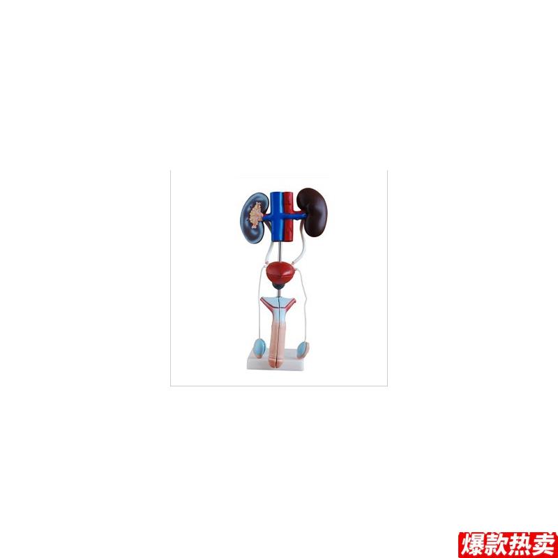 男性泌尿生殖系统解剖模W型男性生殖系统模型内脏解剖模型