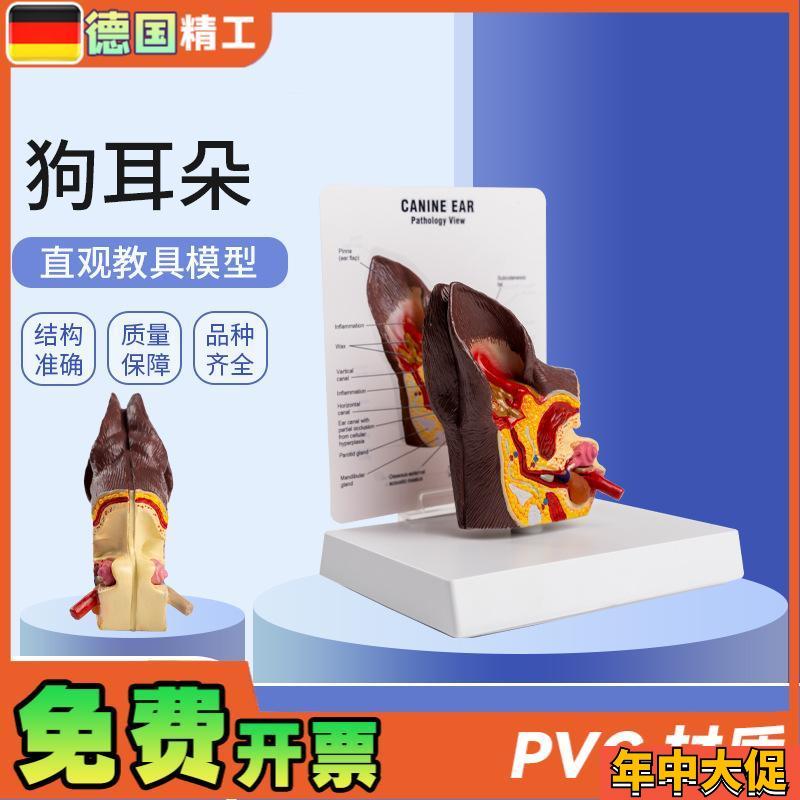 德国】医院教学展示用品礼品动物解剖解剖模型犬科.宠物狗耳朵