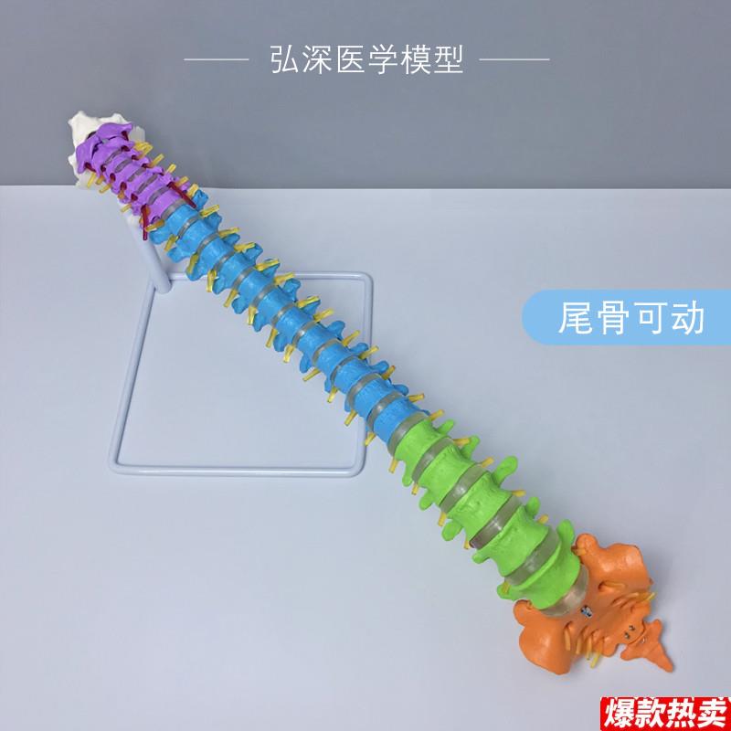 人体脊柱模型彩色分区一比一脊椎尾骨Y骼可动弯曲颈胸腰椎间盘教