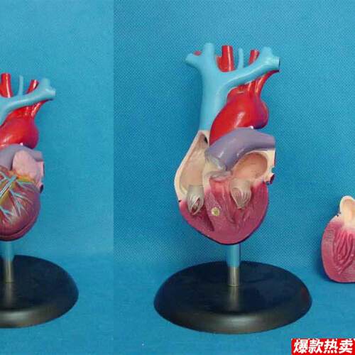 包邮成人1:1长管心脏解B剖模型心脏模型教学医用人体标本模型