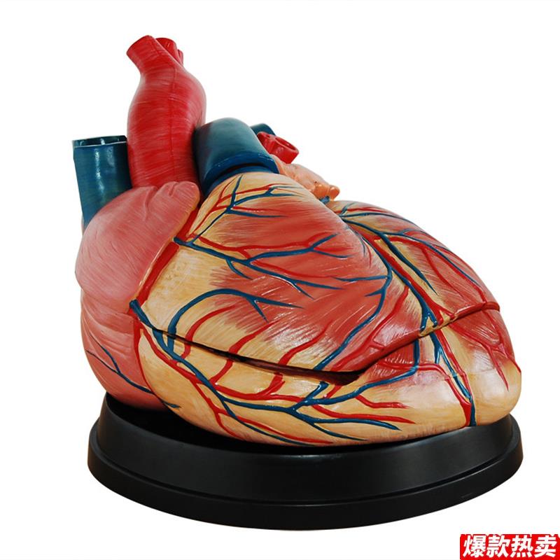新型大心脏z解剖模型人体医学心脏解剖模型4倍放大教学心脏模型
