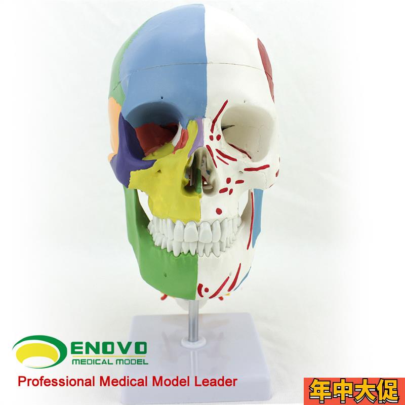 ENOVO颐诺医学用 人体头骨模型颅骨H模型 头骨分区肌肉模型神经骨