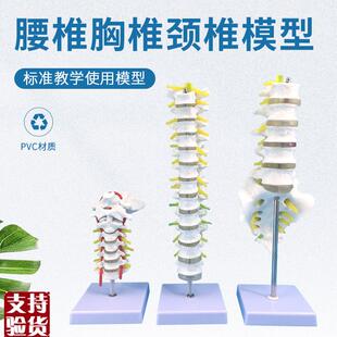 1比1脊柱模型人体骨骼模型颈椎骨血H管胸椎神经腰椎间盘医用教学