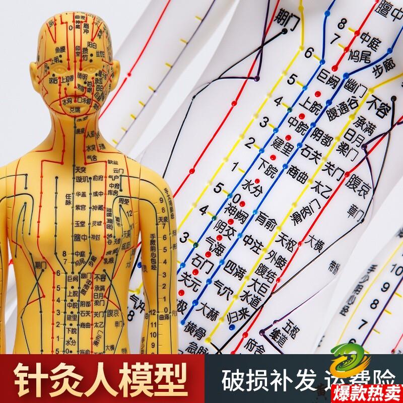 新款彩色白色针灸人体模型男62CMc女52CM穴位经络针灸模型