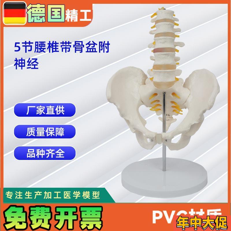 5节腰椎带骨盆附神经 仿真人体腰N椎 教学展示模型