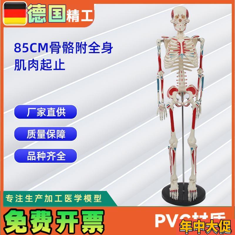 85CMl附全身肌肉起止骨骼模型 人体骨骼模型教学模型