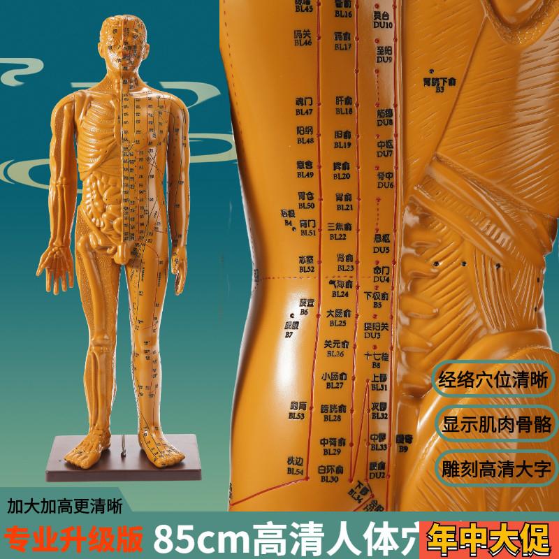 85厘米针灸穴位人体模型u大号中医练习十二经络全身铜人形大图教