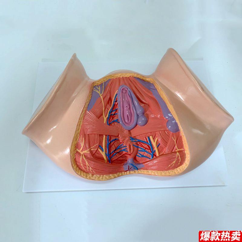 女会阴模型1比1盆腔D盆底肌女骨盆功能演示产后康复家政月子培训