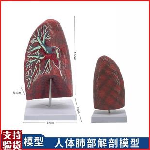 人体内脏模型h健康肺部解剖模型教学用人体器官正常肺解剖模型