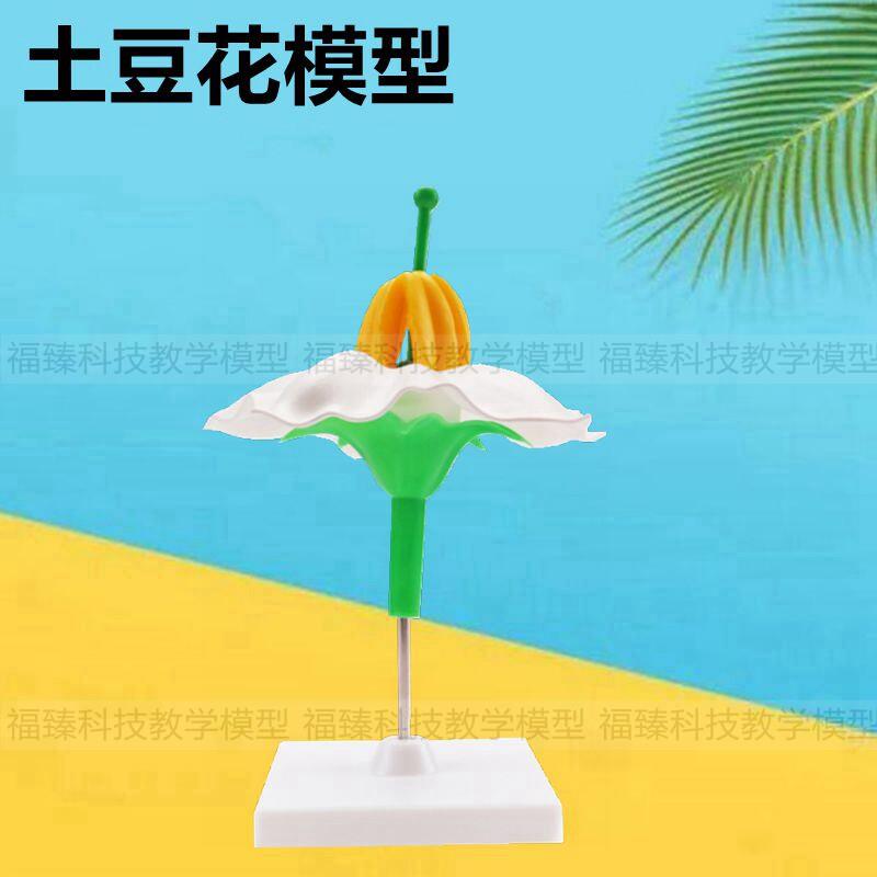 土豆花模型农作物农林院校q教育装备仪器太阳花豌豆花小麦花桃花