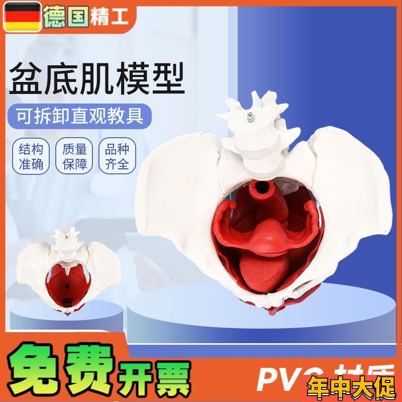 德国】女性骨盆带盆底肌模型女盆腔结构子宫膀胱二节X腰椎产后恢