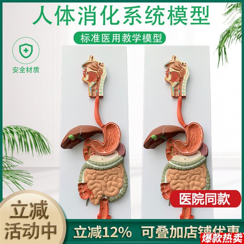 人体消化系统模型内脏器官解剖心脏鼻咽喉肠胃医院学C校用教学教