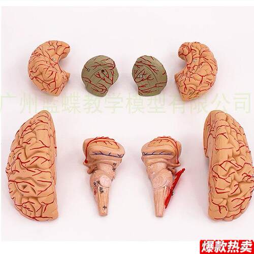 正品高端医学神经科脑科U人体大脑解剖模型大脑模型脑分区模型
