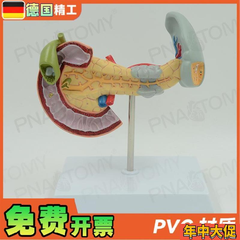 德国】人体内脏解剖胰脾十二指肠胰腺肝模型教学 内Z科医学教具