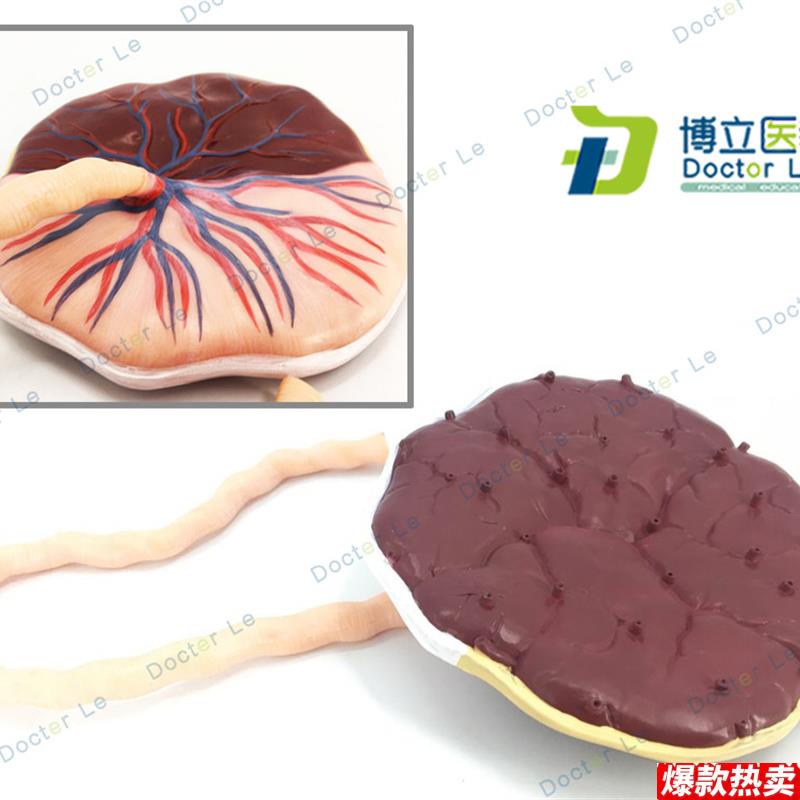 人体胎盘脐J带人体内脏医学解剖模型生殖系统模型解剖模型