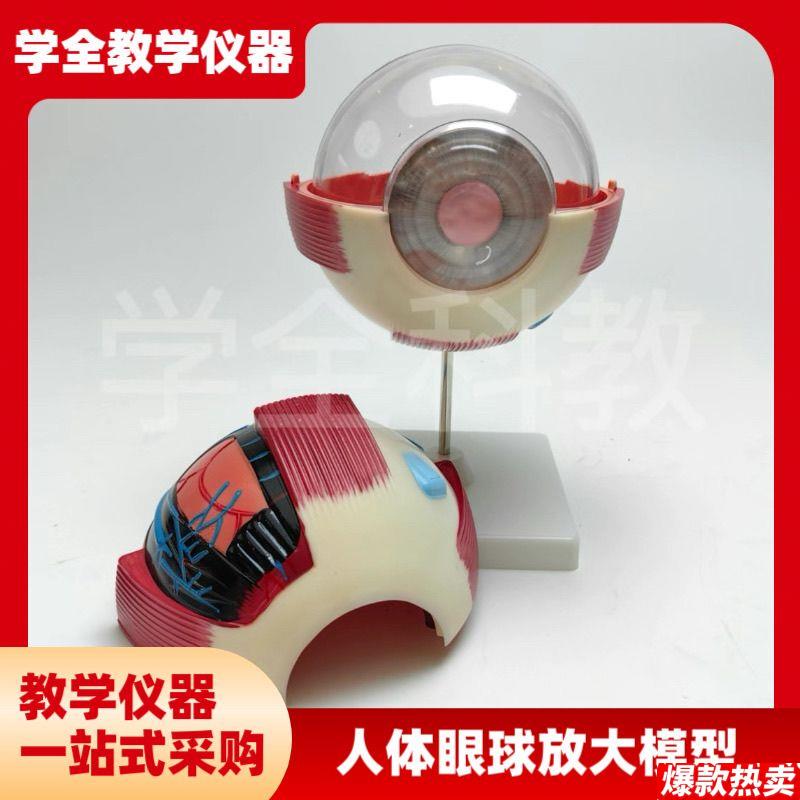 人体眼球放大模型眼睛解剖眼珠眼科i结构仪器构造教学演示模具训