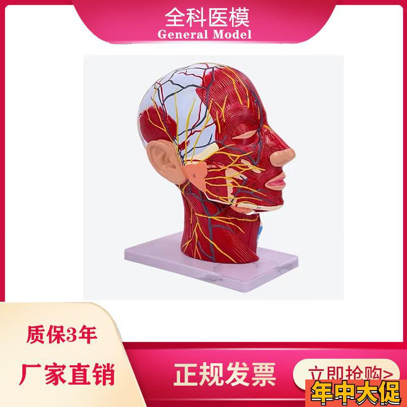 鼻腔咽喉解h剖人体头骨带肌肉神经血管模型