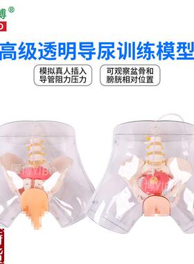 医博BIX-H4D高级透明女性导尿模型导尿插管训练K假人女性护理训练