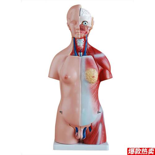 45cm两性躯干模型23件人体解E剖模型人体躯干模型