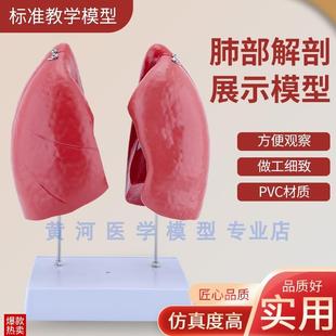 肺模型人体肺解剖模型p肺部支气管呼吸系统结构造教学医学教具模